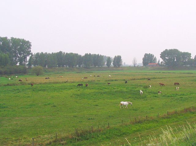 Pannerden, de uiterwaarden