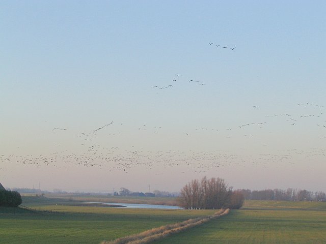 Ganzen trekken naar het zuiden (16 jan 2005)