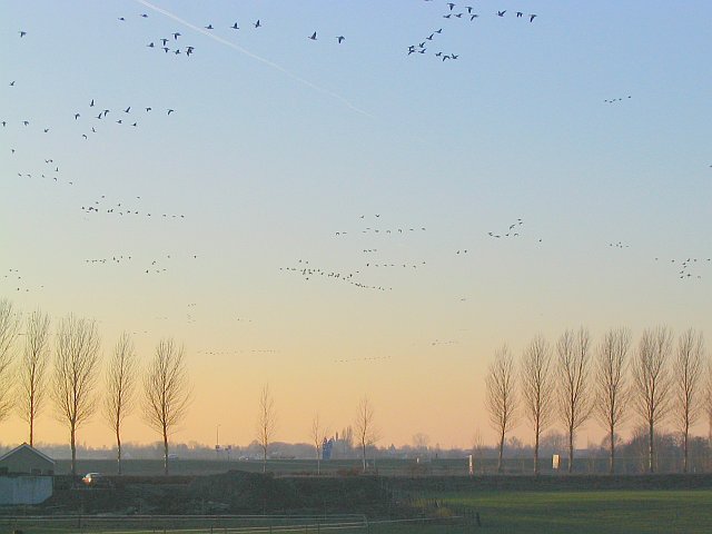 Trekkende ganzen in de avond